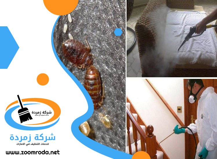 شركة مكافحة حشرات في داون تاون