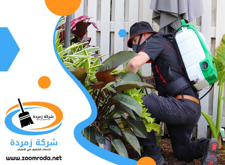 شركة مكافحة حشرات في بالميرا