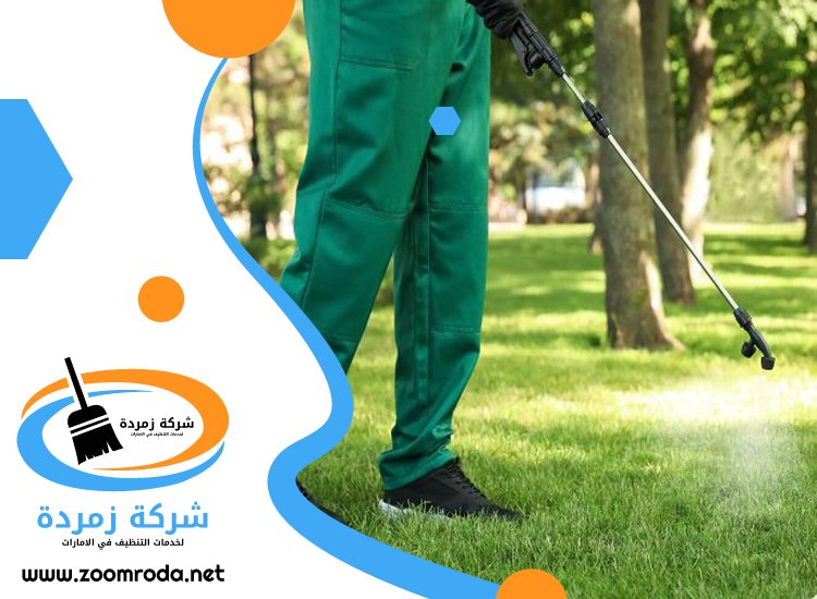 شركة مكافحة حشرات في عجمان