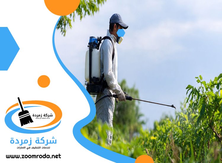 شركة مكافحة حشرات في عجمان